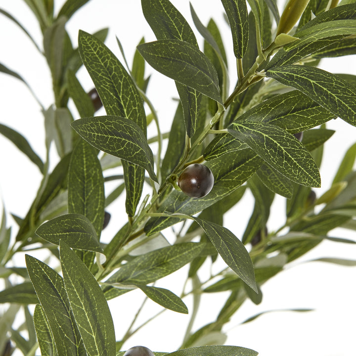 Apulia Olive Tree In White Pot 180Cm - TidySpaces