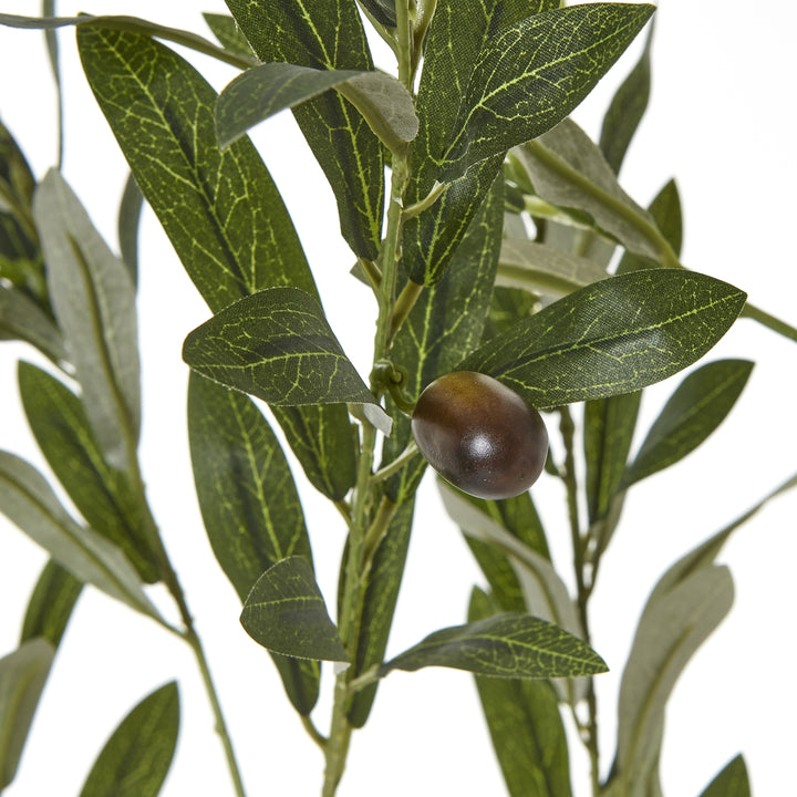 Apulia Olive Tree In White Pot 180Cm - TidySpaces