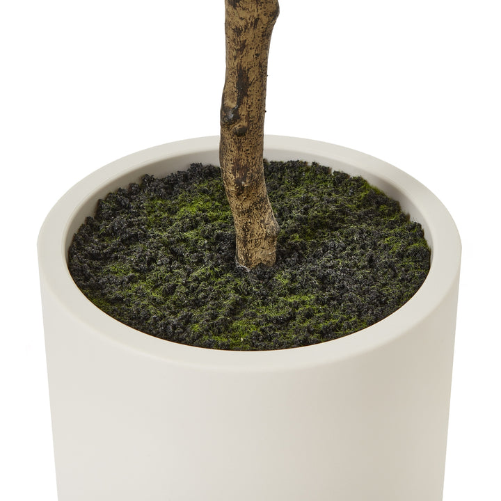 Apulia Olive Tree In White Pot 180Cm - TidySpaces