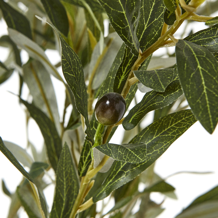 Apulia Olive Tree In White Pot 210Cm - TidySpaces