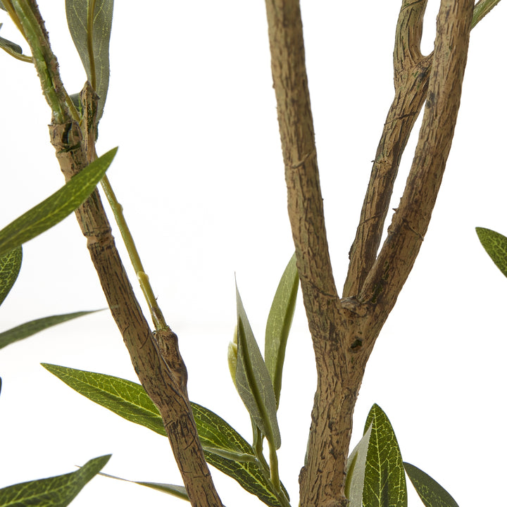 Apulia Olive Tree In White Pot 210Cm - TidySpaces