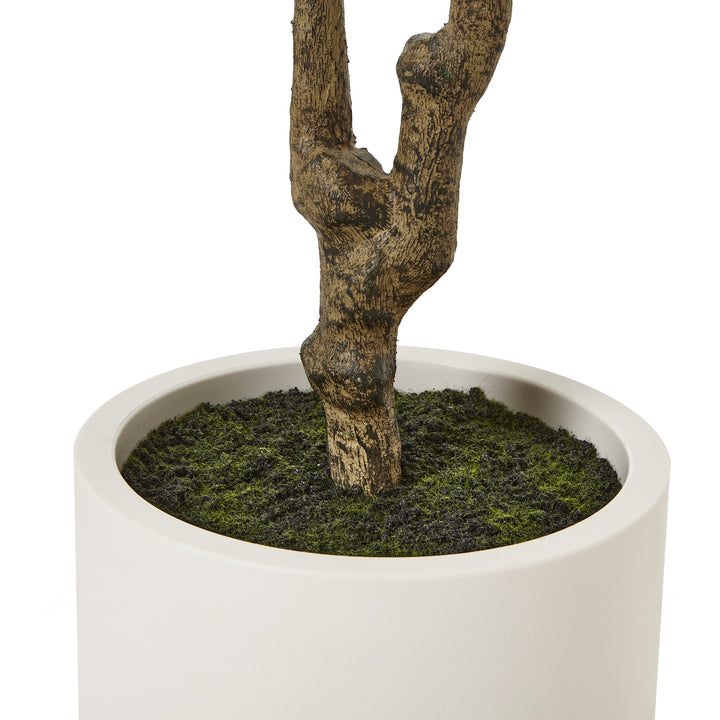 Apulia Olive Tree In White Pot 210Cm - TidySpaces
