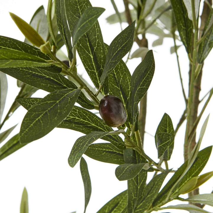 Apulia Olive Tree In White Pot