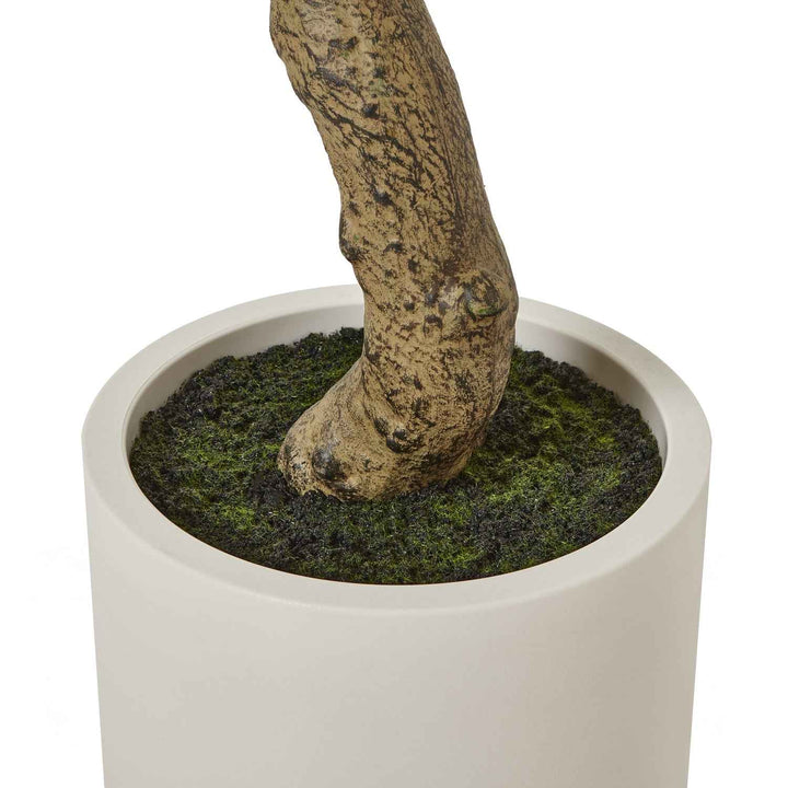 Apulia Olive Tree In White Pot
