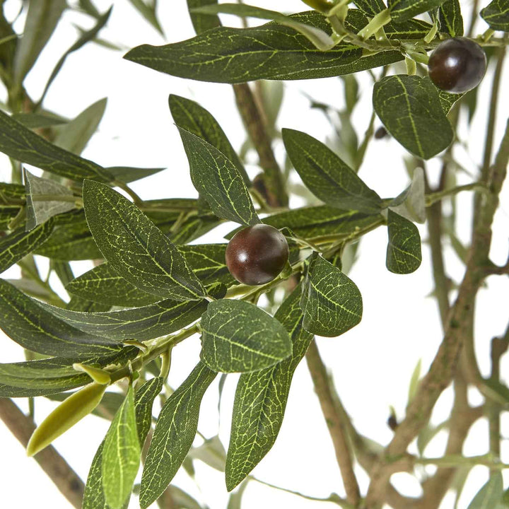 Apulia Olive Tree In White Pot
