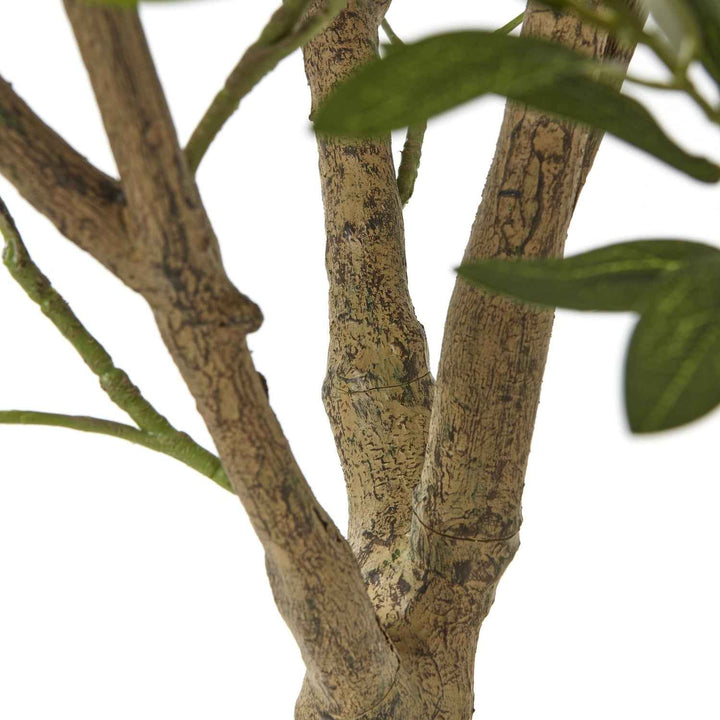 Apulia Olive Tree In White Pot