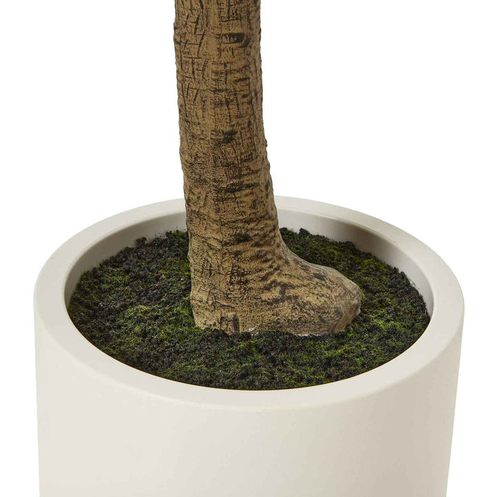 Apulia Olive Tree In White Pot