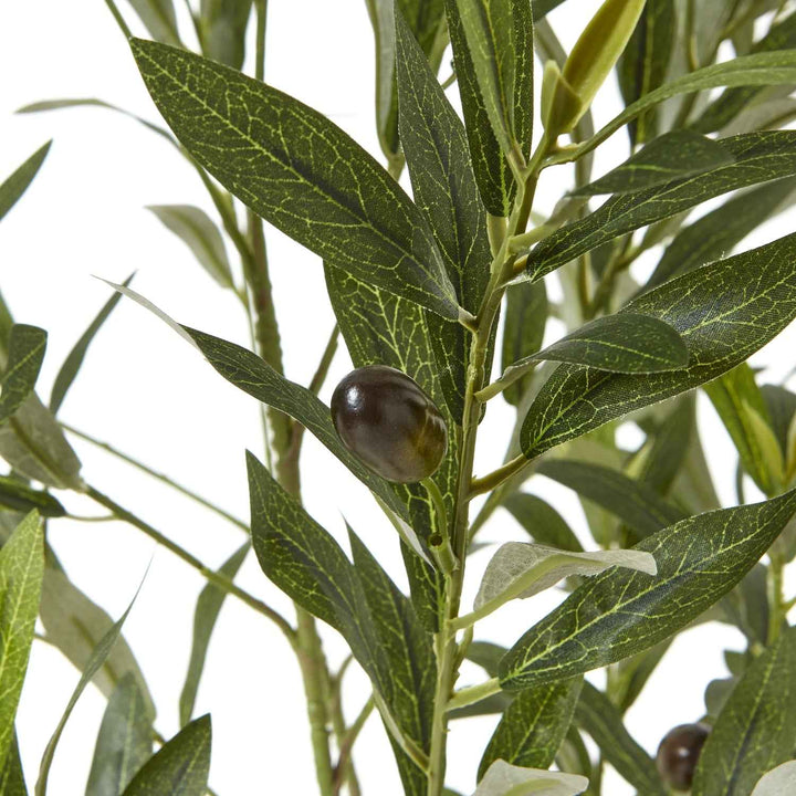 Apulia Olive Tree In White Pot