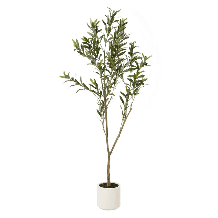Apulia Olive Tree In White Pot