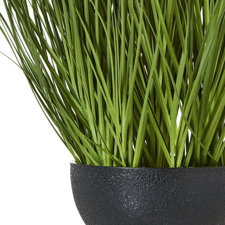Large White Allium Plant In Pot - TidySpaces
