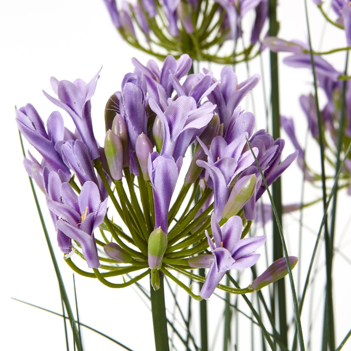 Large Purple Agapanthus Plant In Pot - TidySpaces