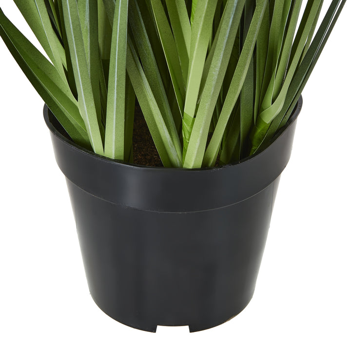 Large Purple Agapanthus Plant In Pot - TidySpaces