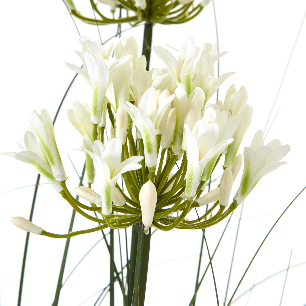 Large White Agapanthus Plant In Pot - TidySpaces