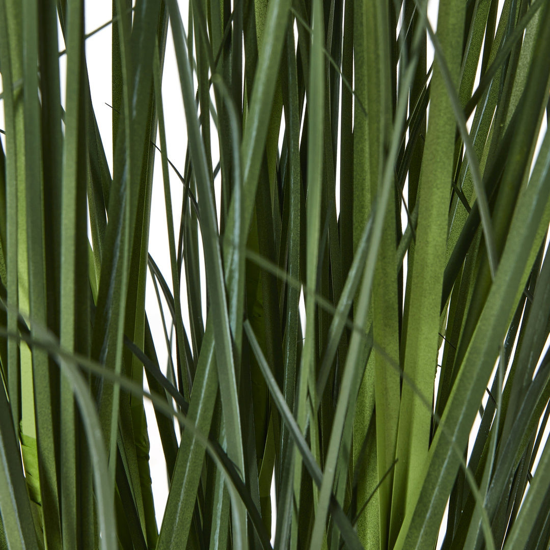 Large White Agapanthus Plant In Pot - TidySpaces