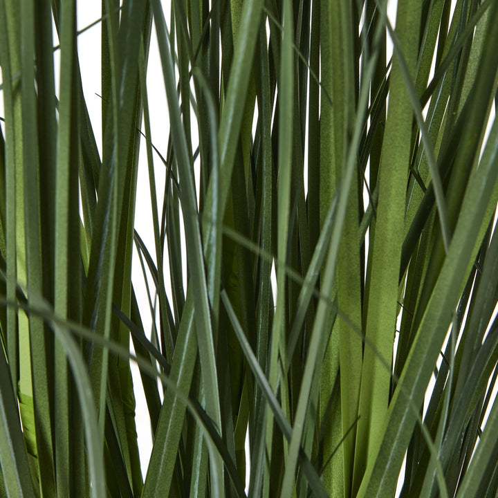 Large White Agapanthus Plant In Pot - TidySpaces