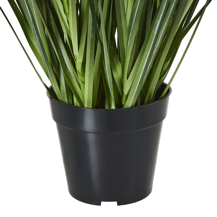 Large White Agapanthus Plant In Pot - TidySpaces