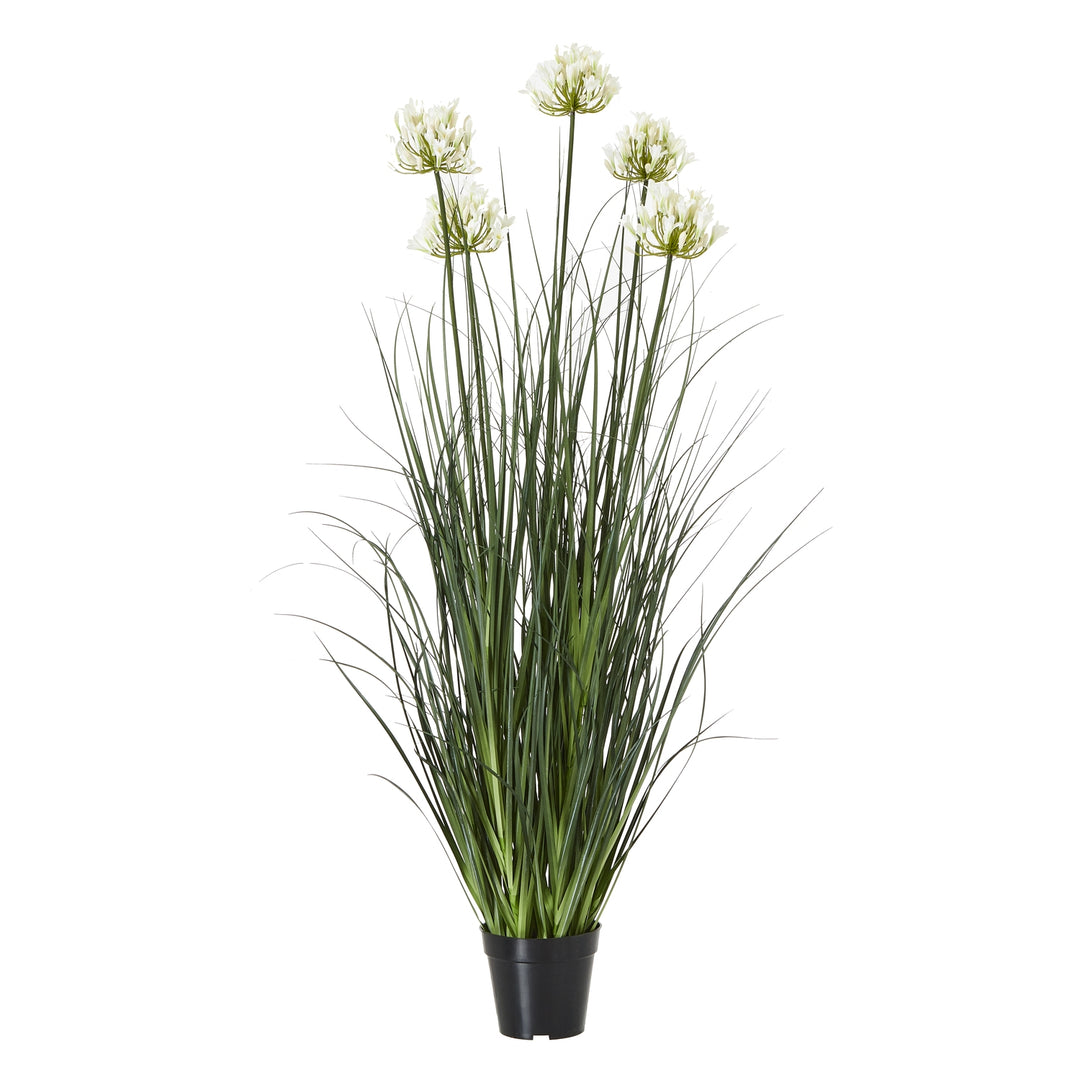 Large White Agapanthus Plant In Pot WHITE PLASTIC - TidySpaces