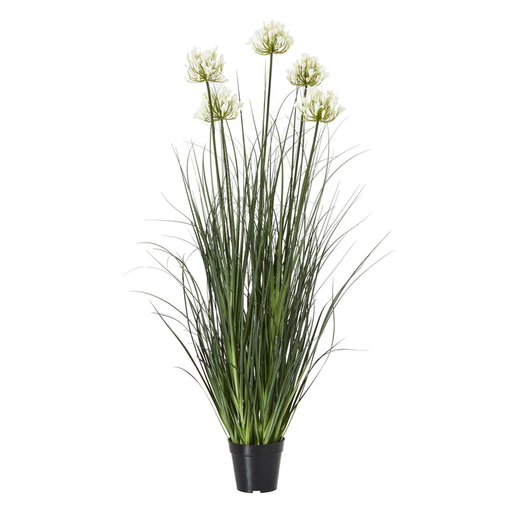 Large White Agapanthus Plant In Pot WHITE PLASTIC - TidySpaces