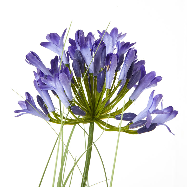 Blue Agapanthus Plant In Pot - TidySpaces