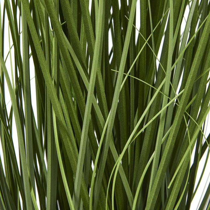 Blue Agapanthus Plant In Pot - TidySpaces