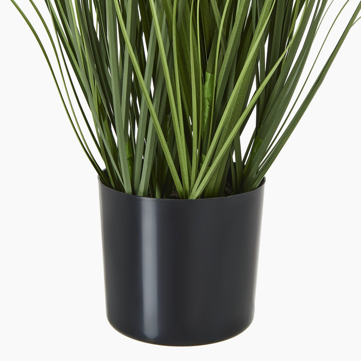 Blue Agapanthus Plant In Pot - TidySpaces