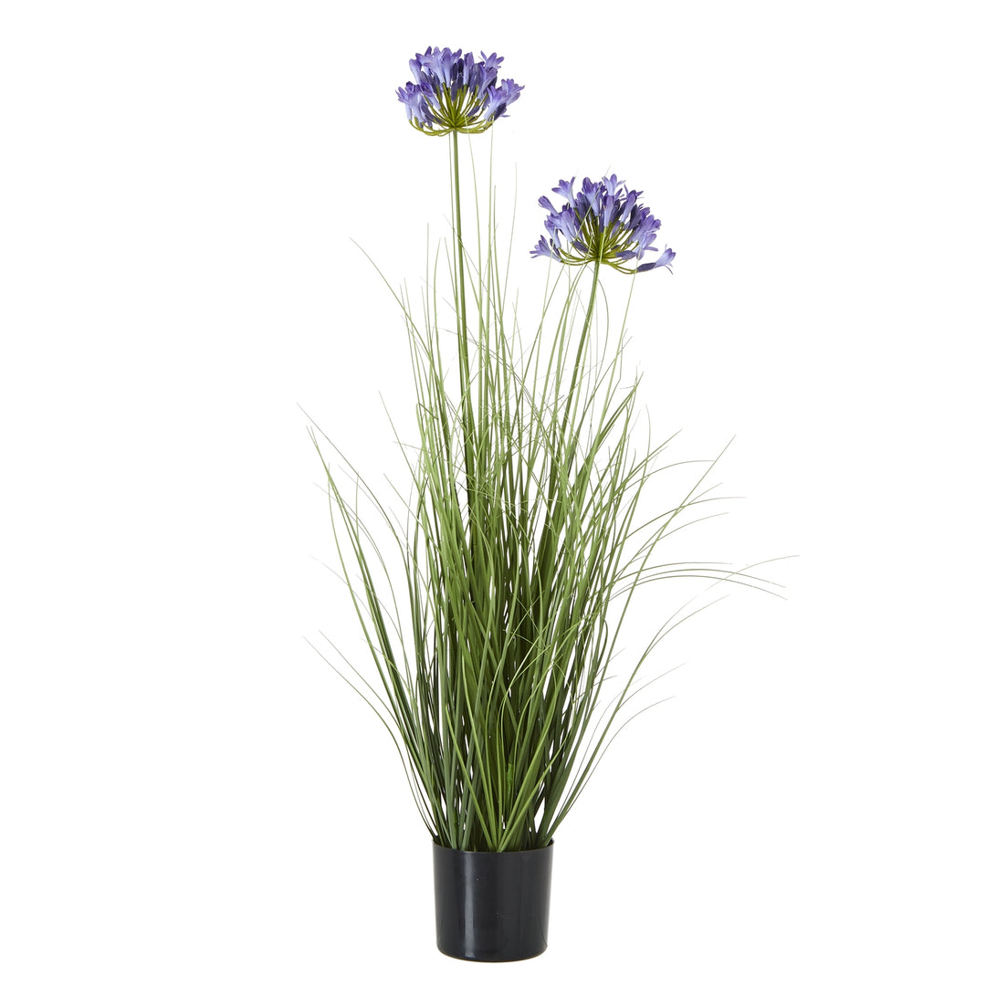 Blue Agapanthus Plant In Pot BLUE PLASTIC - TidySpaces