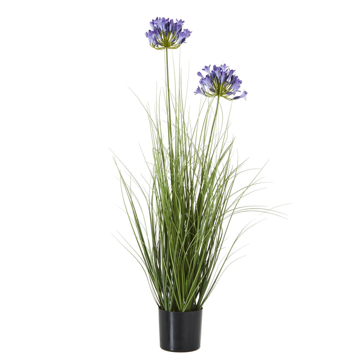 Blue Agapanthus Plant In Pot BLUE PLASTIC - TidySpaces