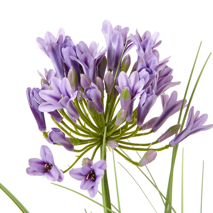 Purple Agapanthus Plant In Pot - TidySpaces