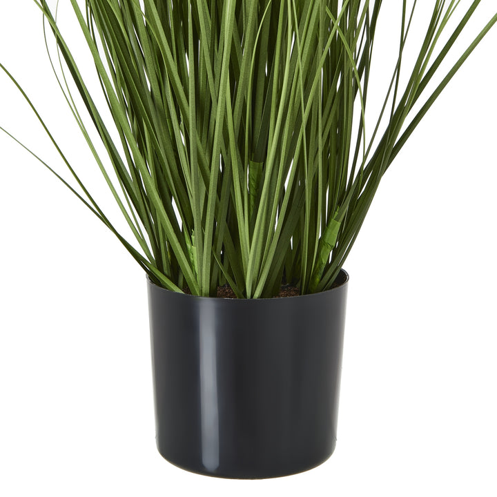 Purple Agapanthus Plant In Pot - TidySpaces