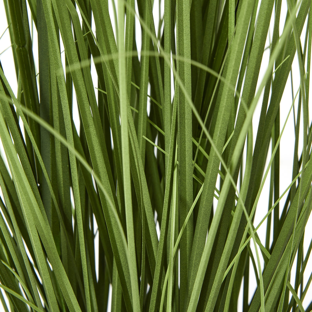 Purple Agapanthus Plant In Pot - TidySpaces