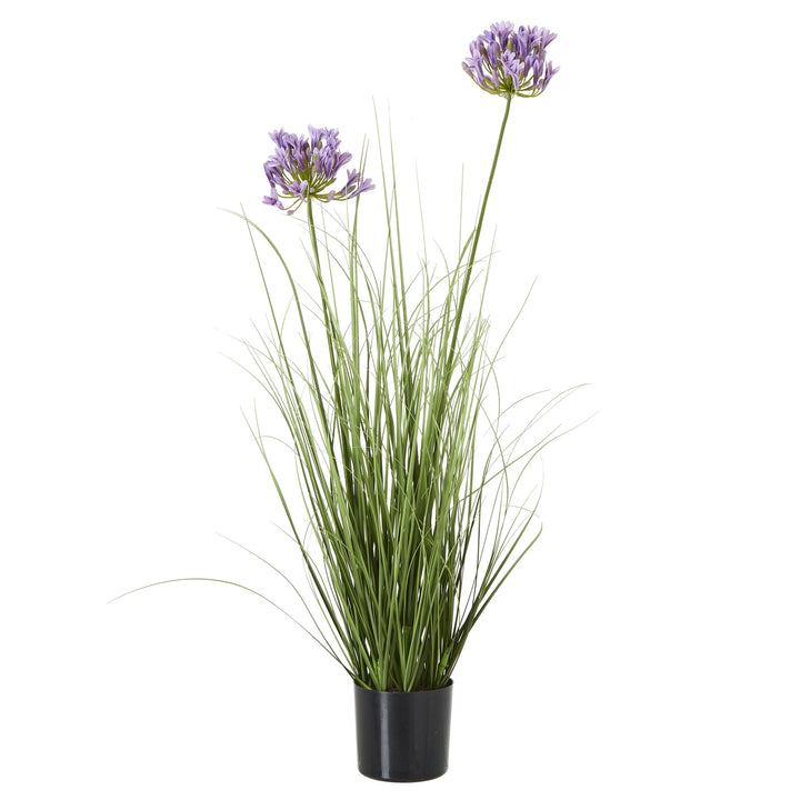 Purple Agapanthus Plant In Pot GREEN PLASTIC - TidySpaces
