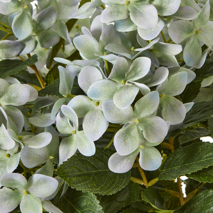 Medium Green Hydrangea Plant In Pot - TidySpaces