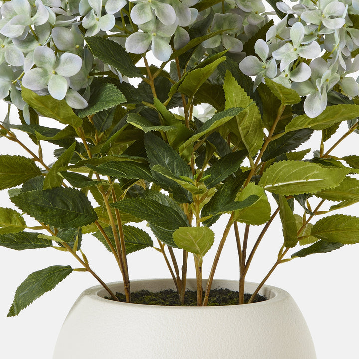 Medium Green Hydrangea Plant In Pot - TidySpaces