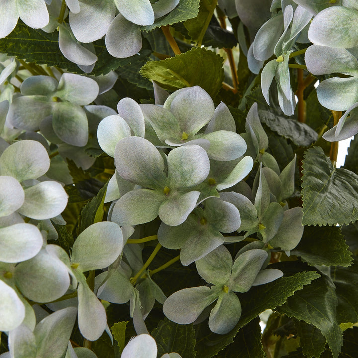 Large Green Hydrangea Plant In Pot - TidySpaces