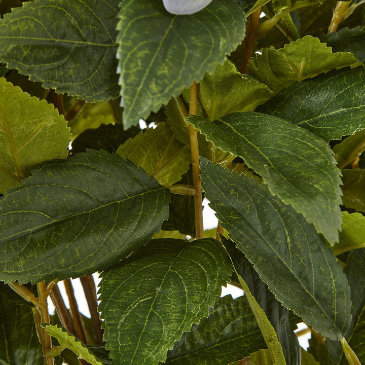 Large Green Hydrangea Plant In Pot - TidySpaces
