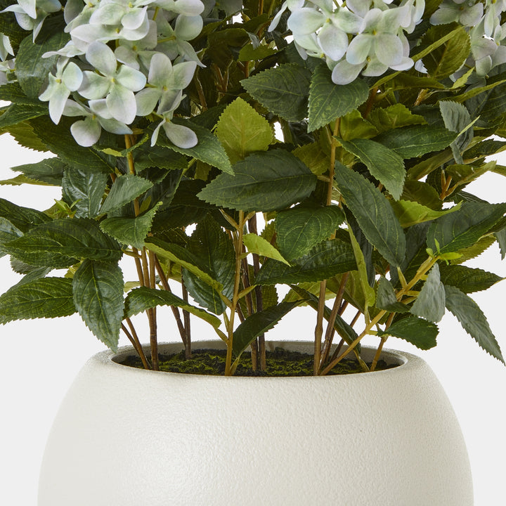 Large Green Hydrangea Plant In Pot - TidySpaces