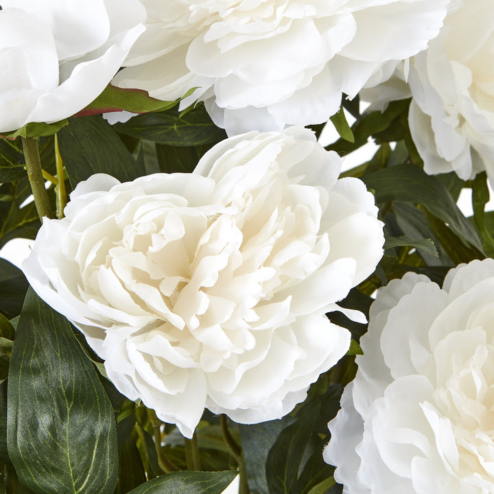 Large White Peony Plant In Pot - TidySpaces