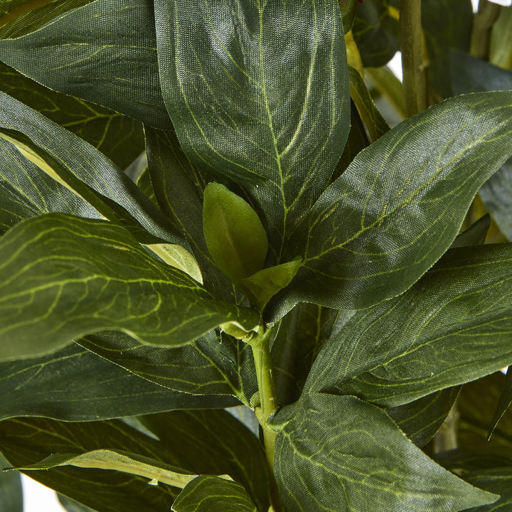 Large White Peony Plant In Pot - TidySpaces