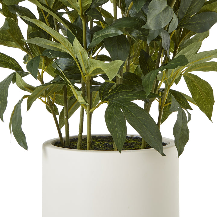 Large White Peony Plant In Pot - TidySpaces