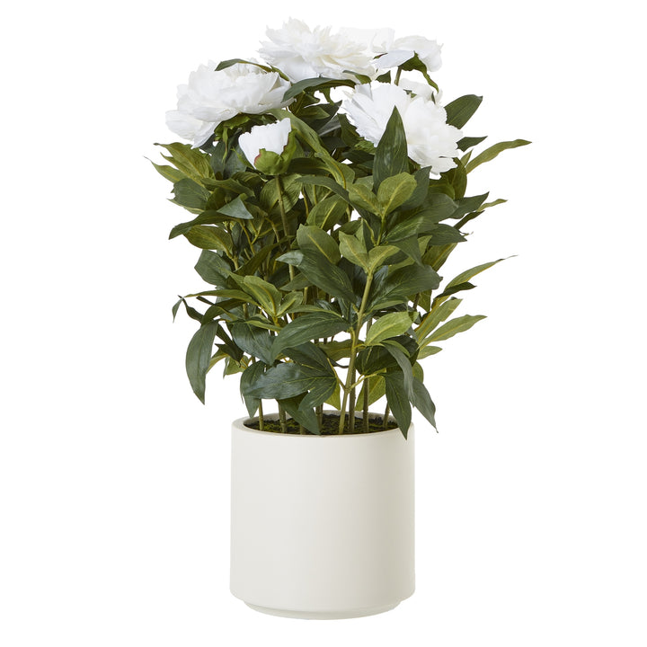 Large White Peony Plant In Pot WHITE PLASTIC - TidySpaces