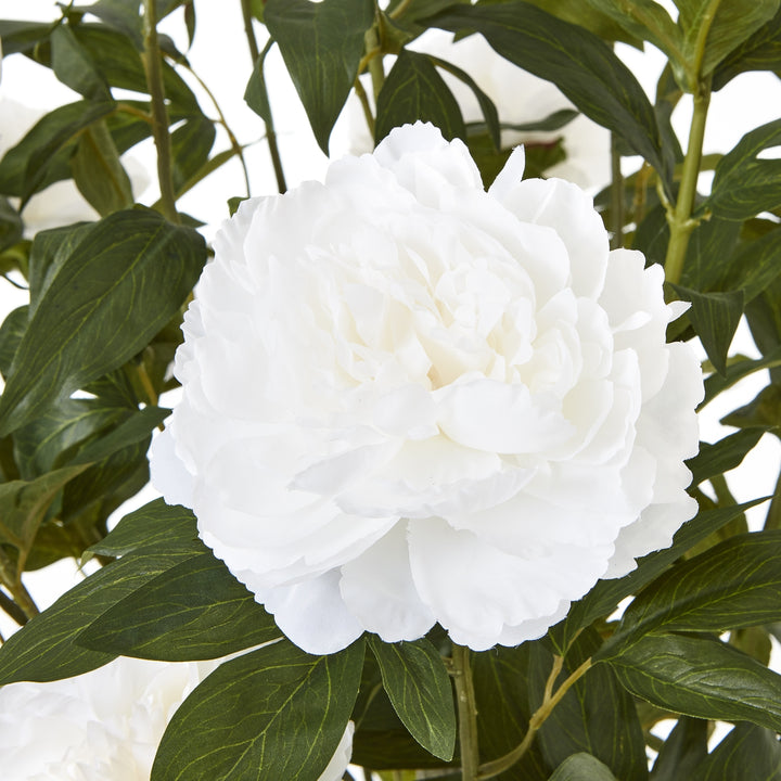 Extra Large White Peony Bush In Pot - TidySpaces