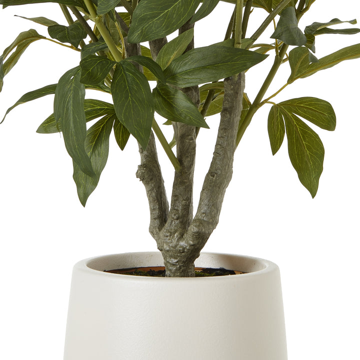 Extra Large White Peony Bush In Pot - TidySpaces