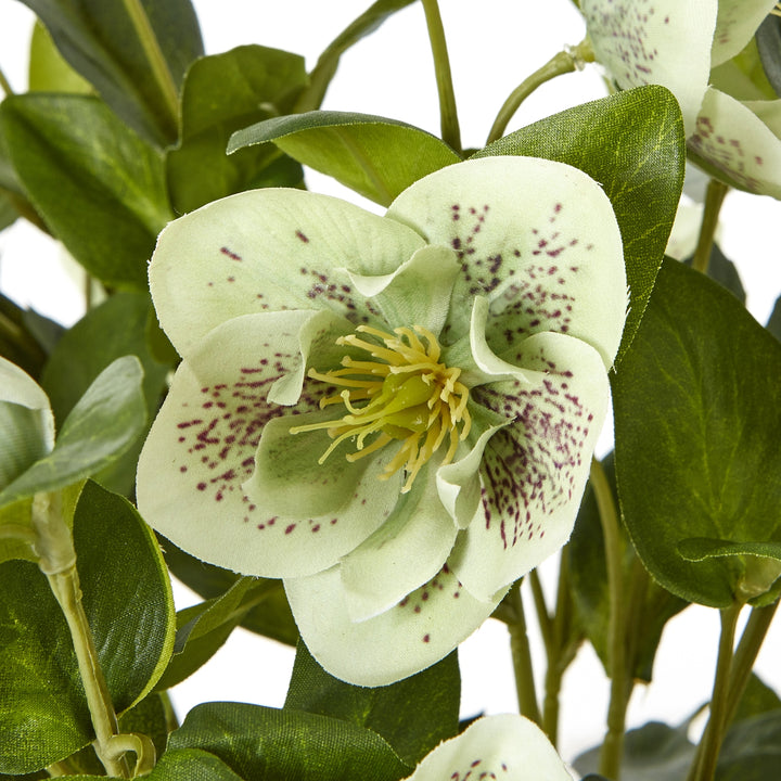 Green Hellebore Plant In Taupe Pot - TidySpaces