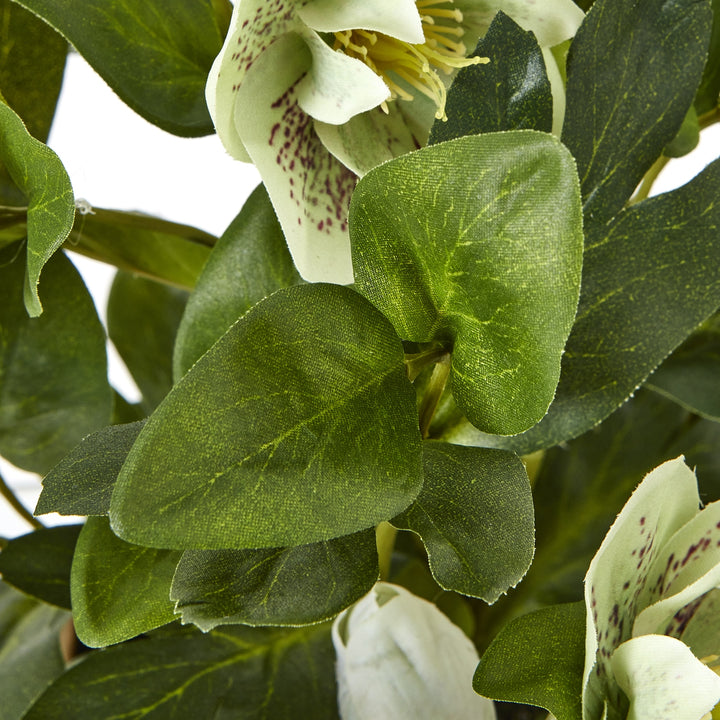 Green Hellebore Plant In Taupe Pot - TidySpaces