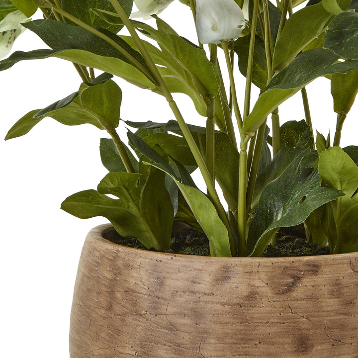 Green Hellebore Plant In Taupe Pot - TidySpaces