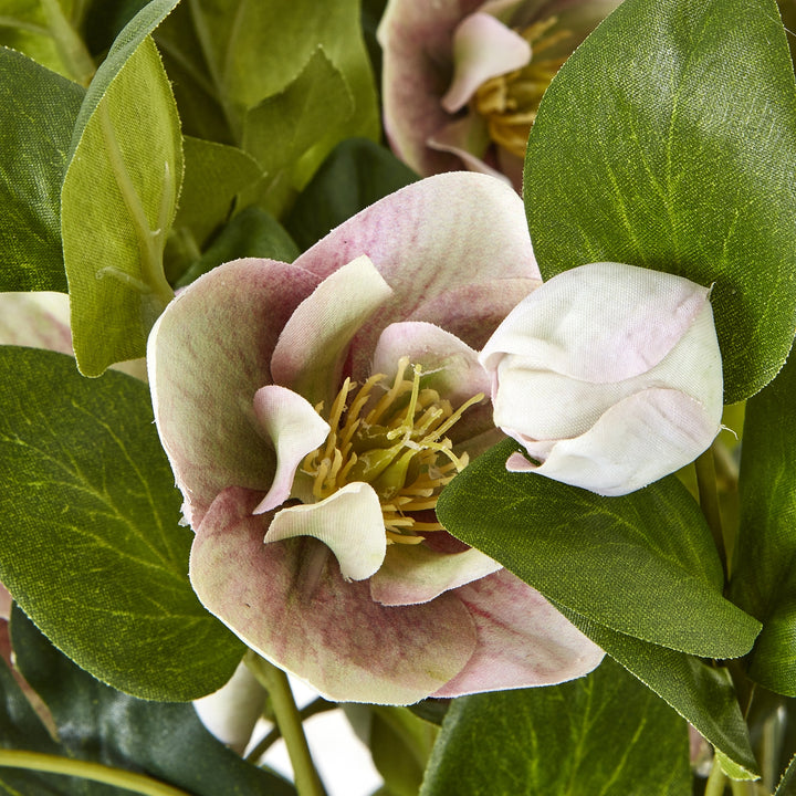 Variegated Pink Hellebore Plant In Grey Pot - TidySpaces