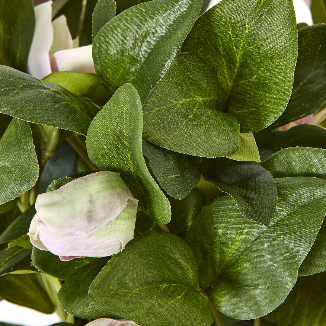 Variegated Pink Hellebore Plant In Grey Pot - TidySpaces