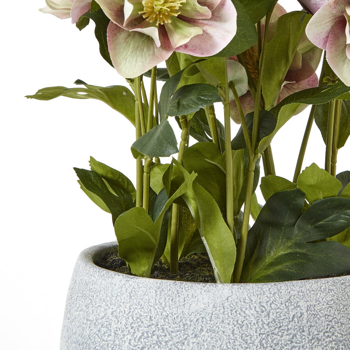 Variegated Pink Hellebore Plant In Grey Pot - TidySpaces