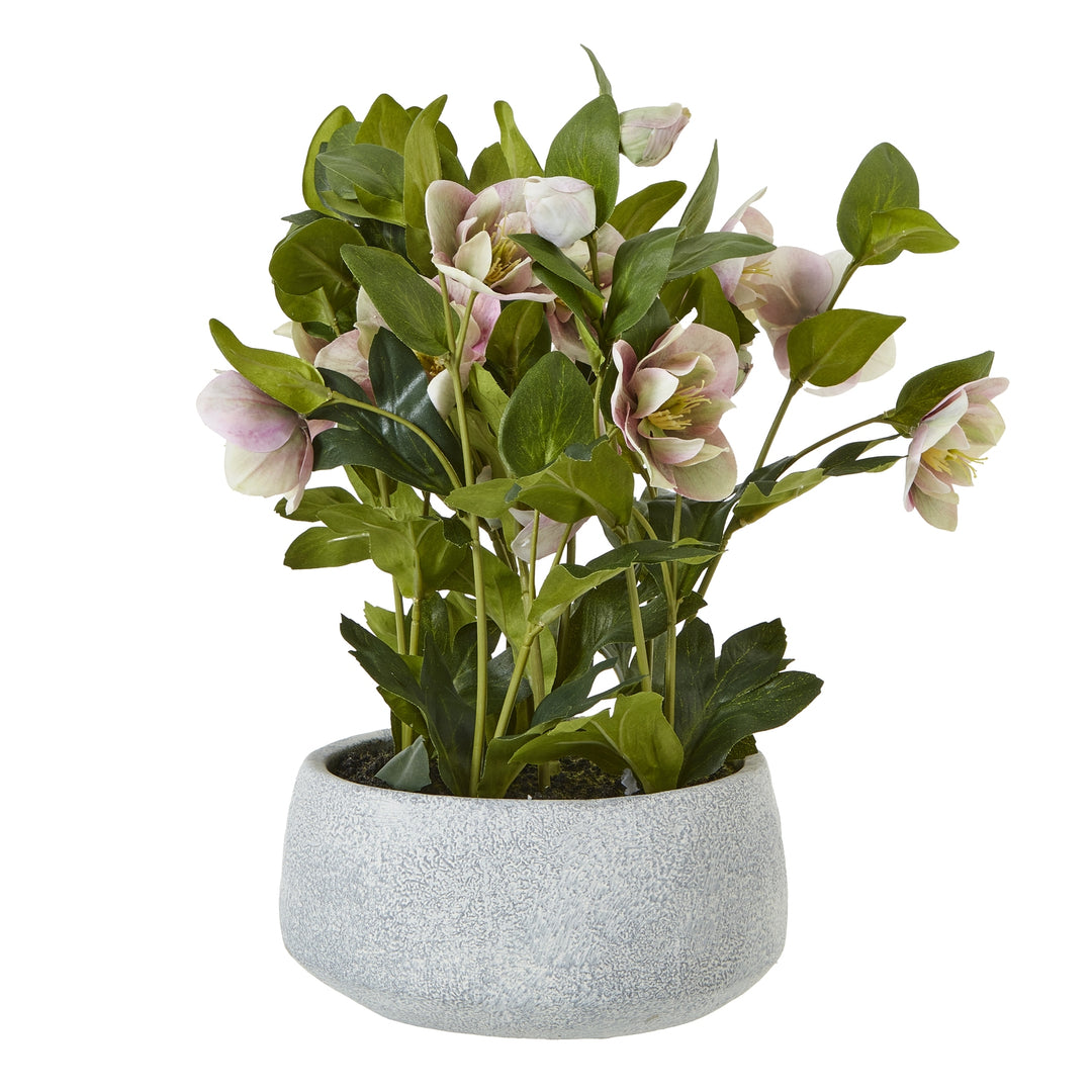 Variegated Pink Hellebore Plant In Grey Pot PINK PLASTIC - TidySpaces