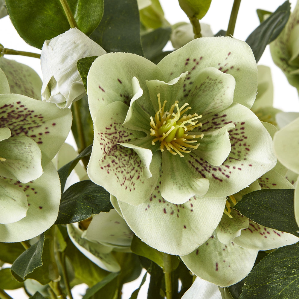 Large Green Hellebore in Taupe Pot - TidySpaces